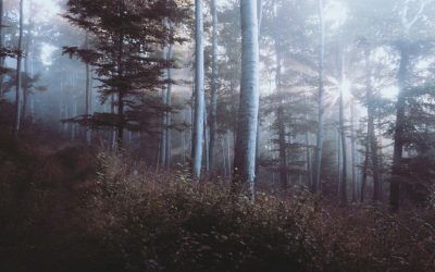 Beautifully Designed Single Blog Post Template #2 for Divi